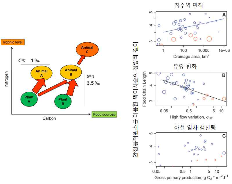 탄소, 질소 안정동위원소를 이용한 먹이망 구조의 정량적 분석 (좌)과 하천의 유량에 의한 생태계 먹이사슬 길이 변화 분석의 예 (우)