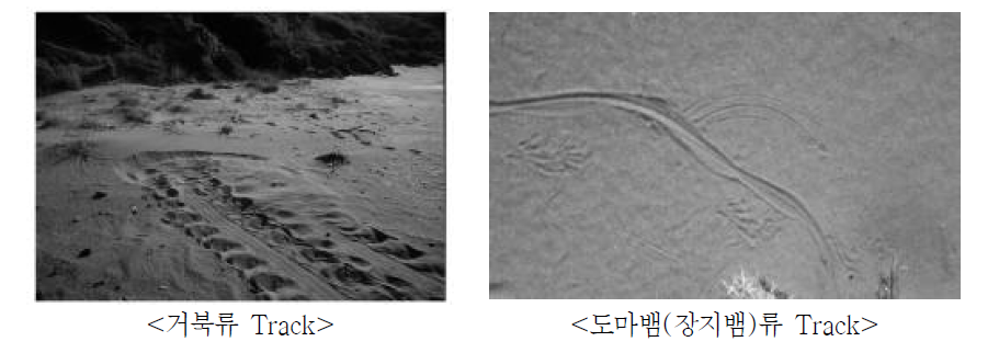 파충류 track 식별 방법