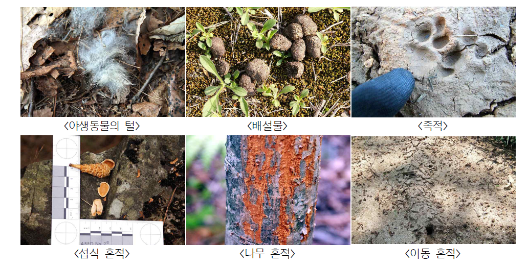 흔적 조사 시 관찰되는 여러 유형