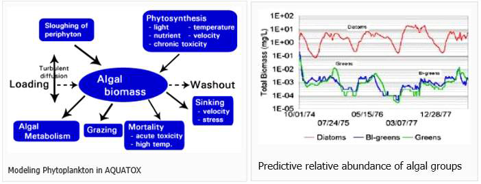 AQUATOX 모델의 식물플랑크톤 생체량 모의 개념도와 식물플랑크톤 조성 변화 모의 예
