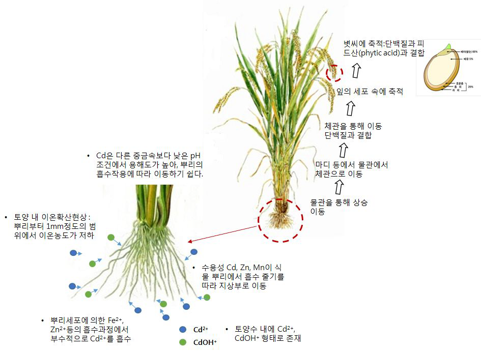 토양 내 카드뮴 흡수와 벼와 쌀에 축적현상