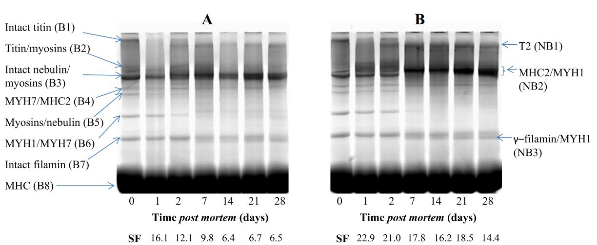 숙성에 따른 우육 등심 근원섬유 단백질 및 전단력(SF) 변화; A: 낮은 pH (5.47), B: 중간 pH (6.03)
