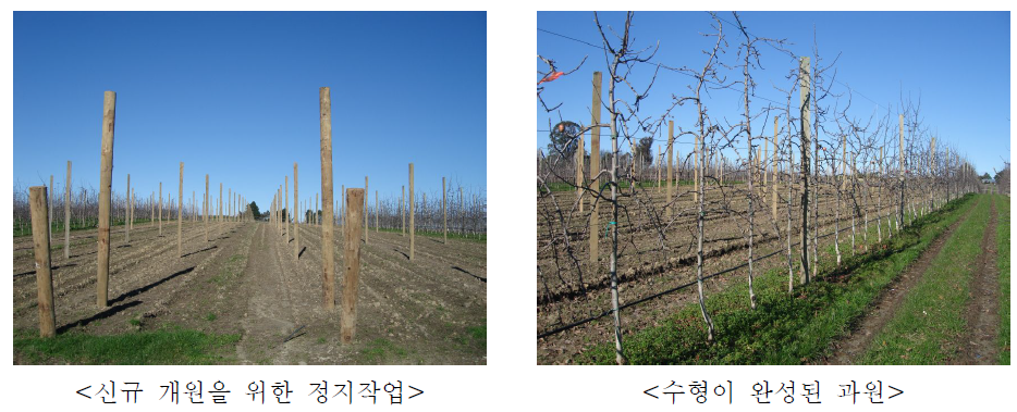 뉴질랜드 과수원 전반적 현황