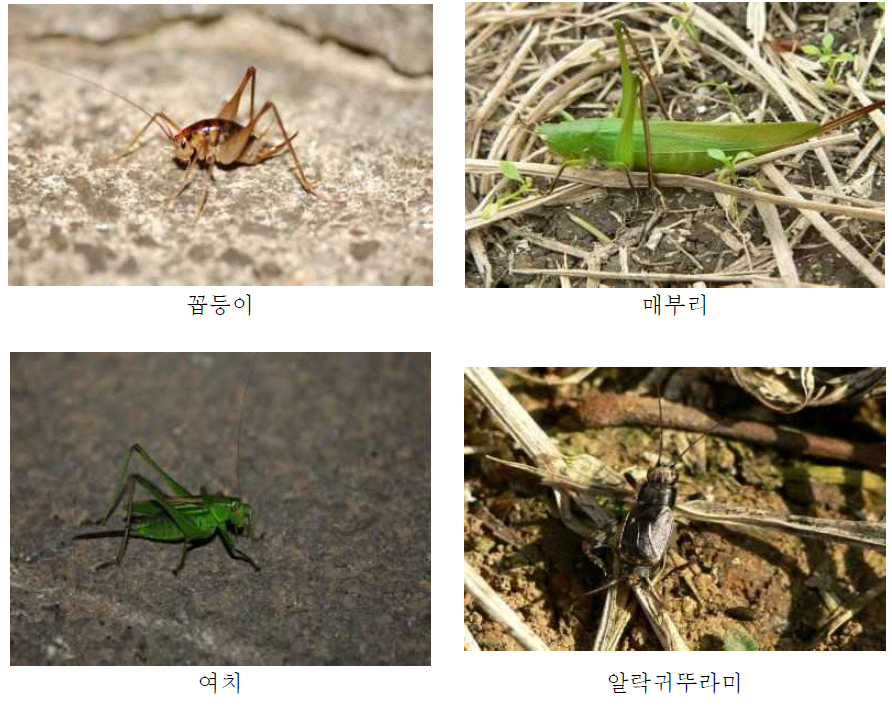 메뚜기목(1)