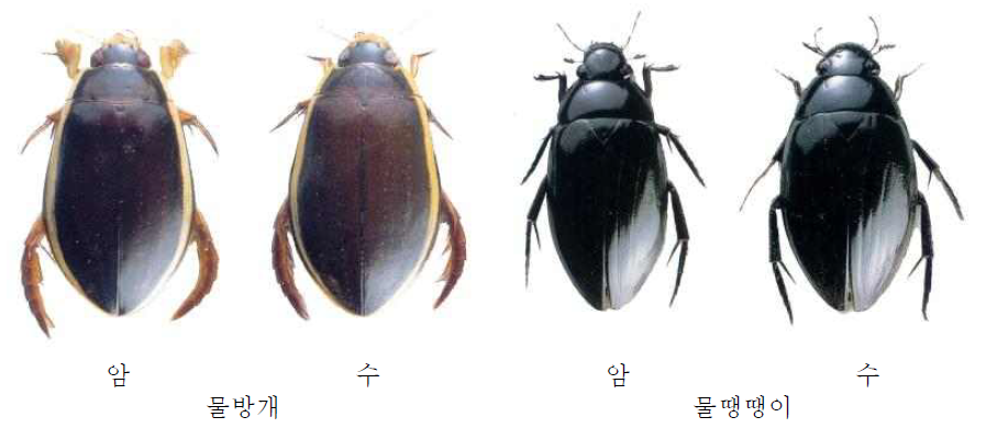 약용곤충(1)