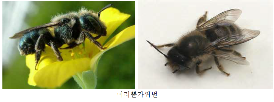 농업(천적.화분매개)곤충 (2)