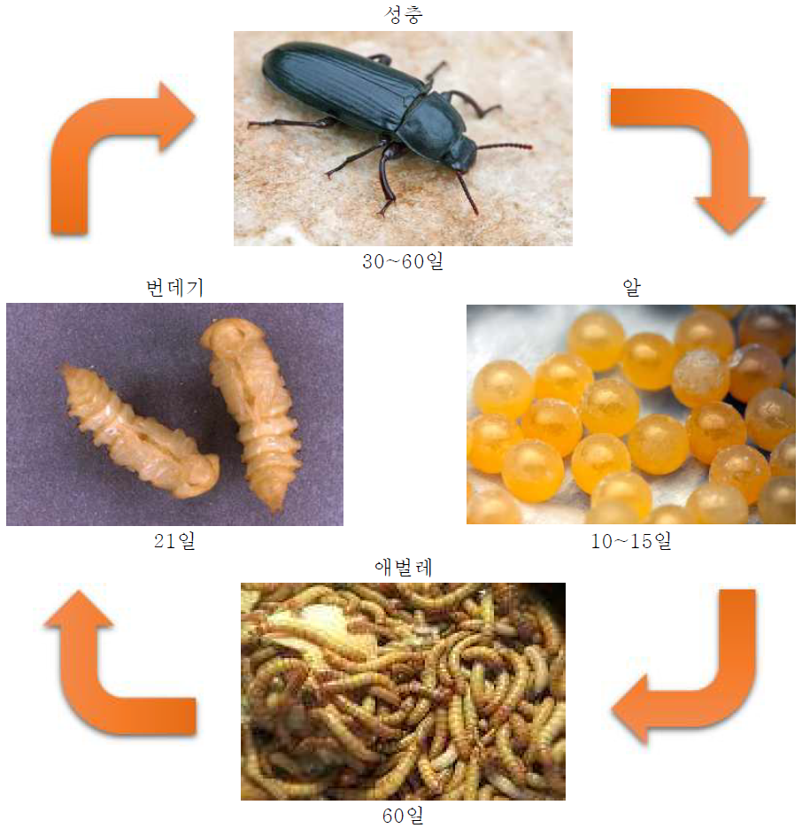 갈색거저리의 생활사 (28℃ 기준)