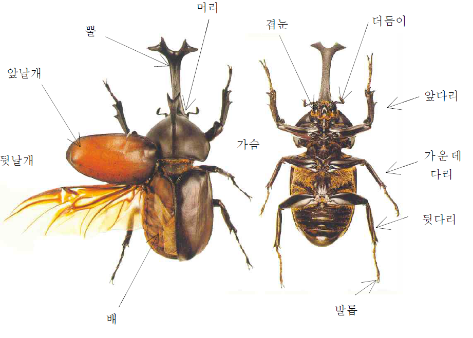 곤충각부분 명칭