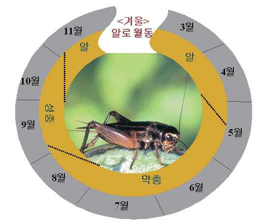 왕귀뚜라미의 생활사