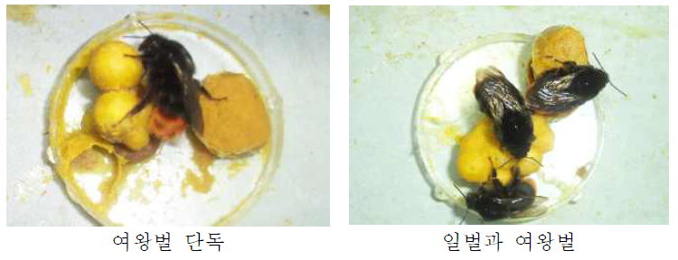 산란촉진자 일벌과 여왕벌