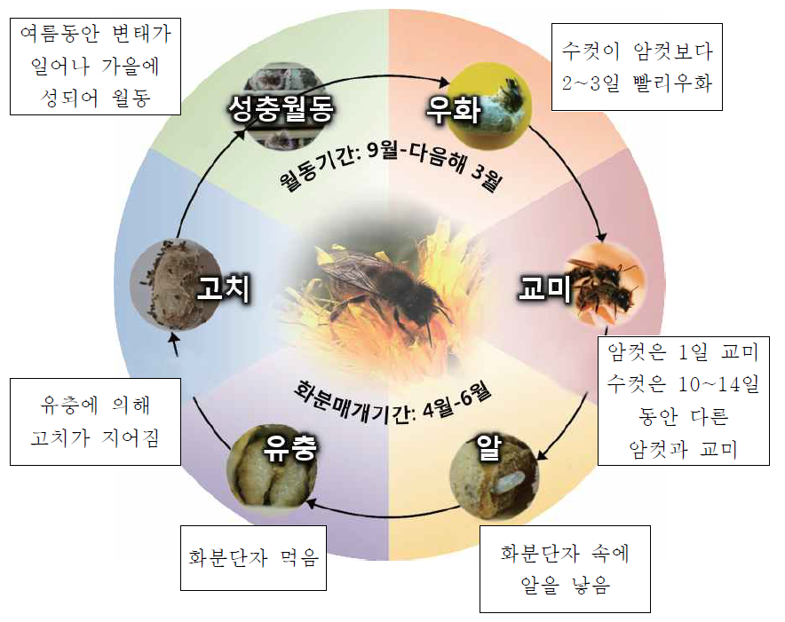 머리뿔가위벌 생활사