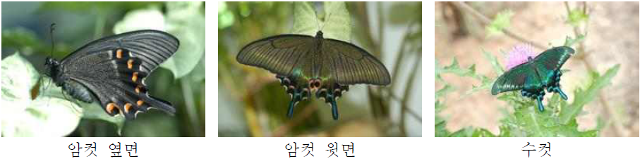 산제비나비