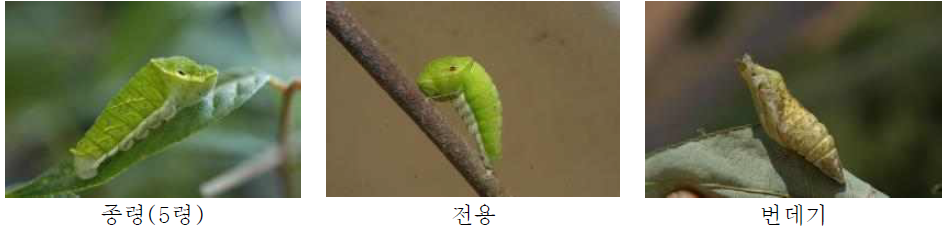 산제비나비 한살이