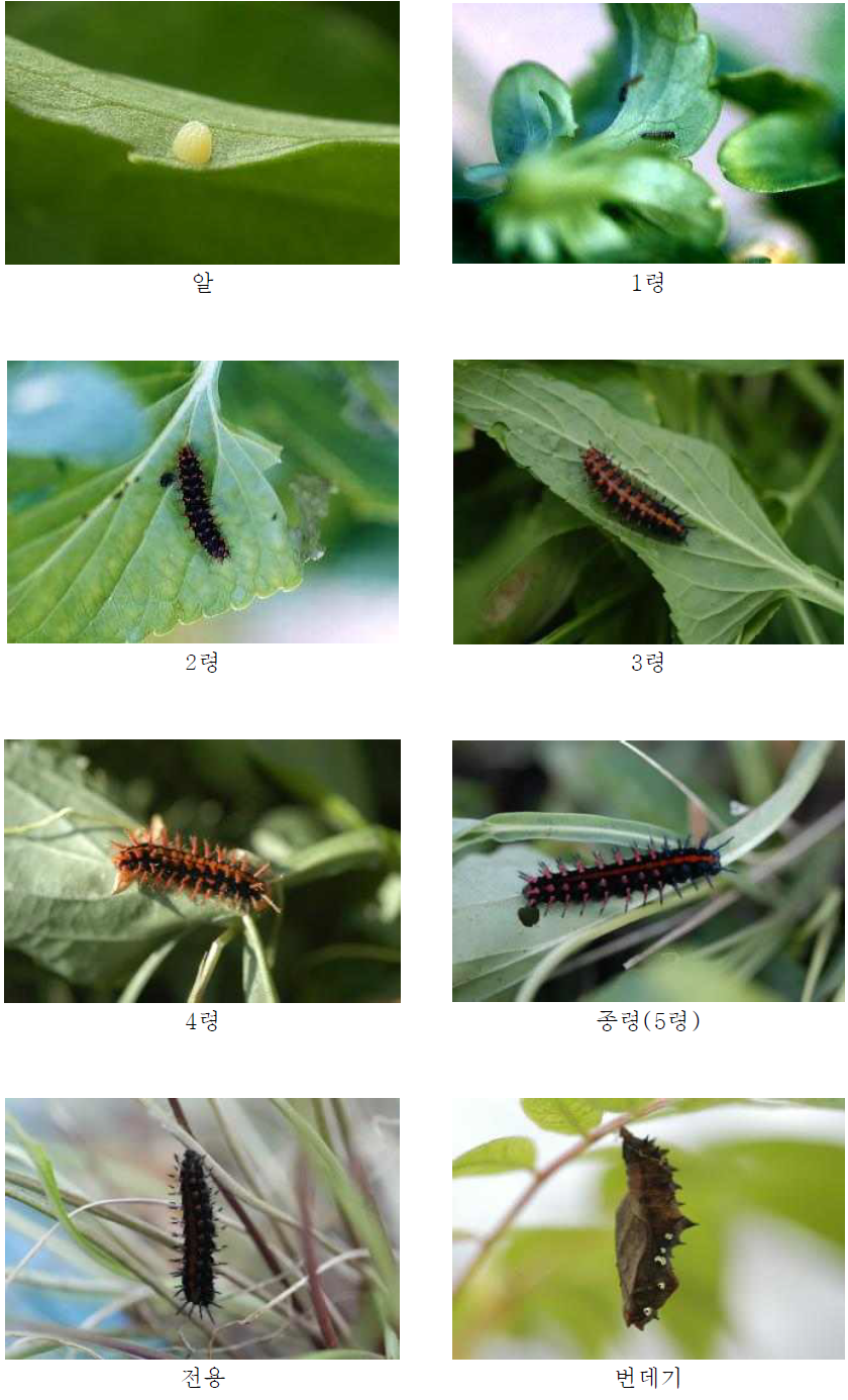 암끝검은표범나비 한살이