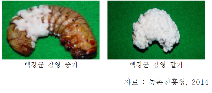 백강균에 감영된 장수풍뎅이 유충