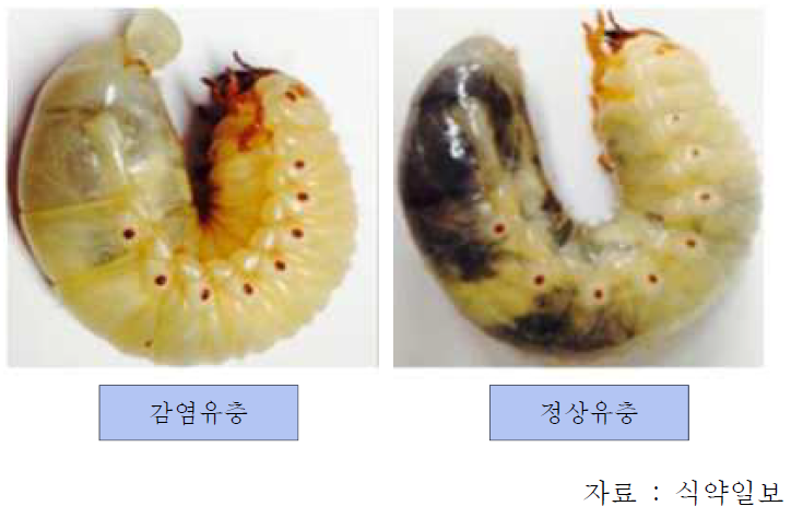 곤충 세균병(물렁물렁병)