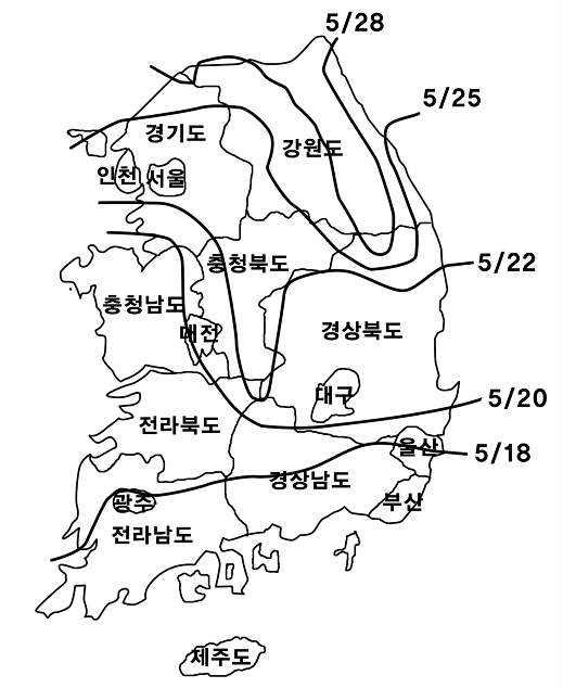 아까시나무 지역별 개화일 분포(2006)