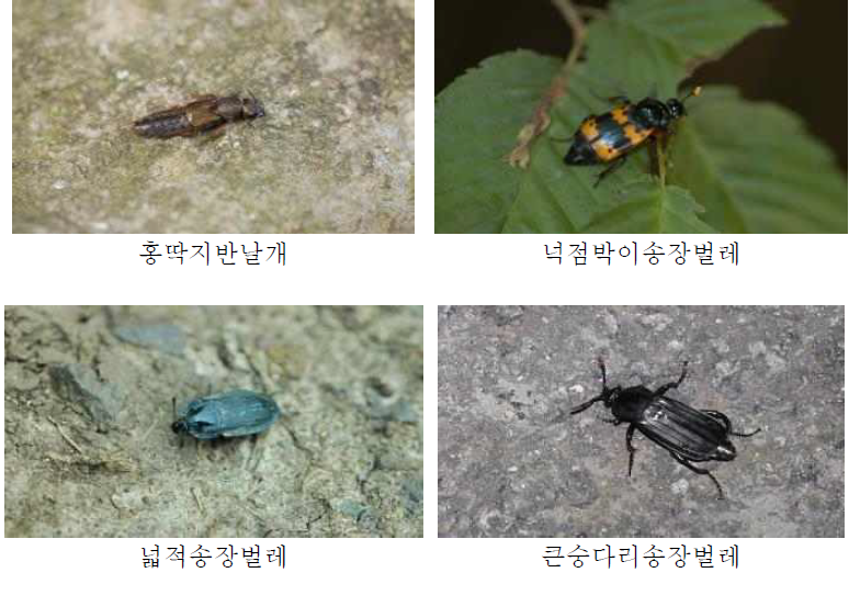 환경정화곤충(1)