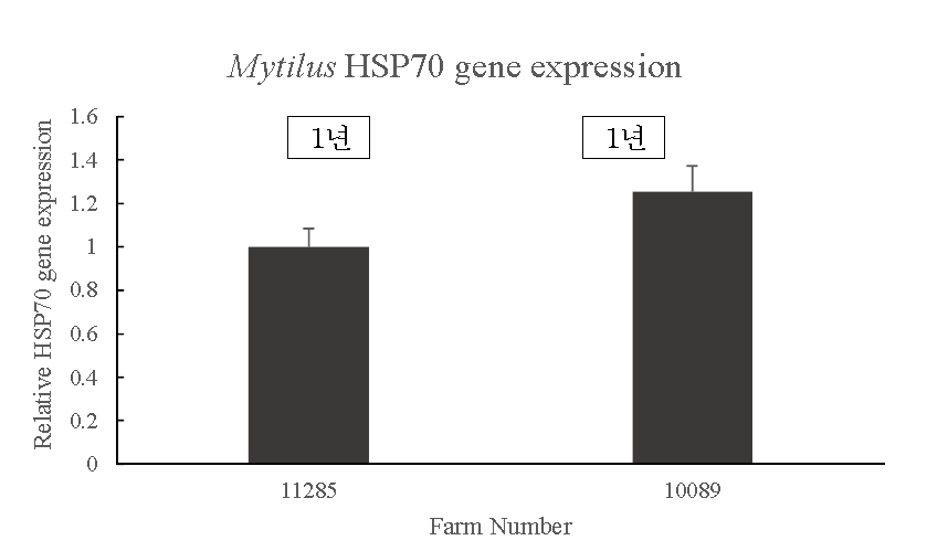 양식장별 담치 HSP70 유전자 발현