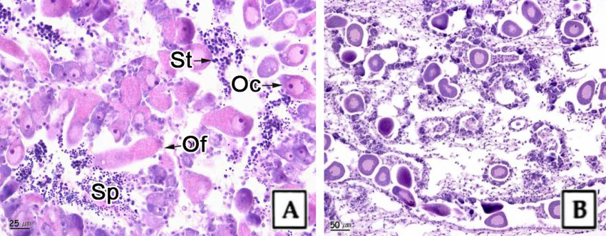화양 안포 10905호. 굴, Crassosstrea gigas의 이성생식세포 발현 생식소 (A)와 생식소 이상 (B). Oc: 난모세포, Of: 난소소낭, Sp: 정자, St: 정세포