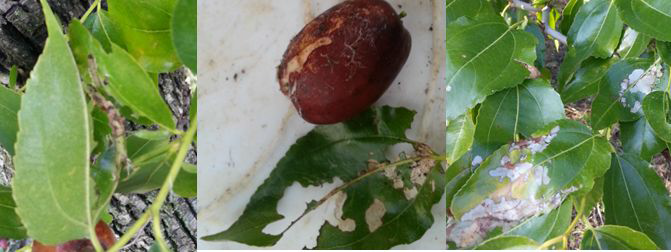 잎말이나방의 피해를 받은 대추나무잎과 과실