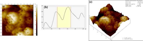 (a) 다공질 실리카 입자 코팅층의 AFM 분석 이미지. (b) AFM 분석으로 얻어진 depth profile.