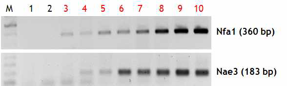 Detecton of N. fowleri DNAs from PAM-mice brain tissue during the infection period.