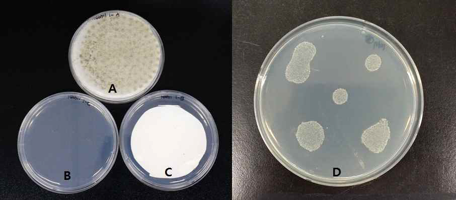 Cultivation of pellets including provable free-living amoebae on mon-nutrient agar medium by method A, B, C and D.