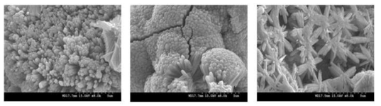 SEM으로 관찰한 nano-coral TiO2 미세구조