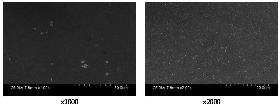 650℃에서 5시간 Annealing한 망간동 SEM 분석