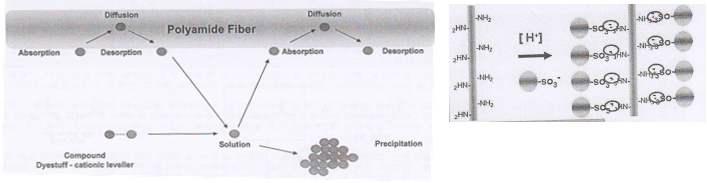 폴리아미드 섬유의 염색 메카니즘