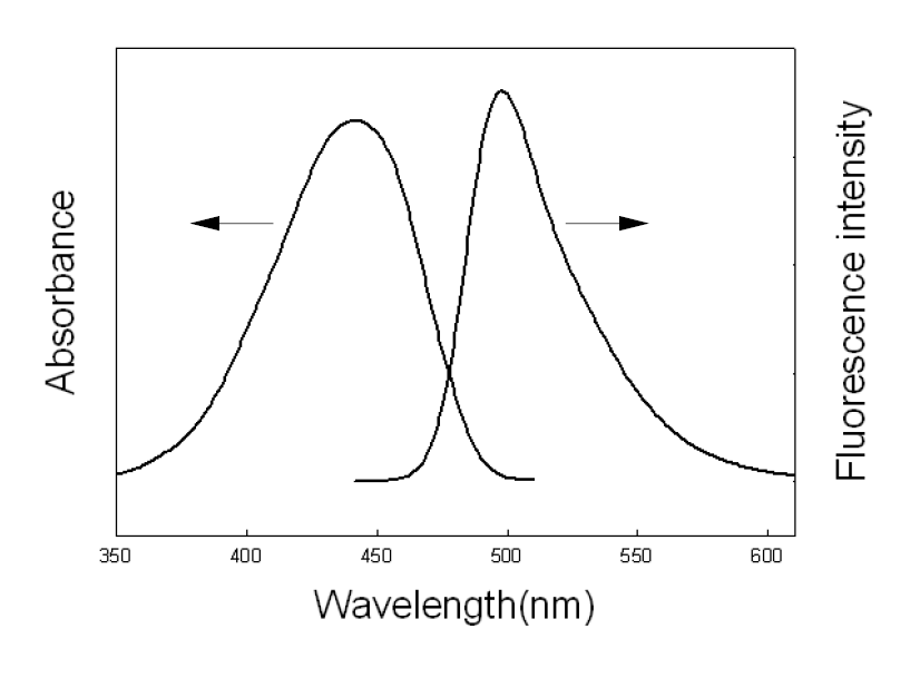 Fluorescence-d의 흡수 및 방출 spectrum