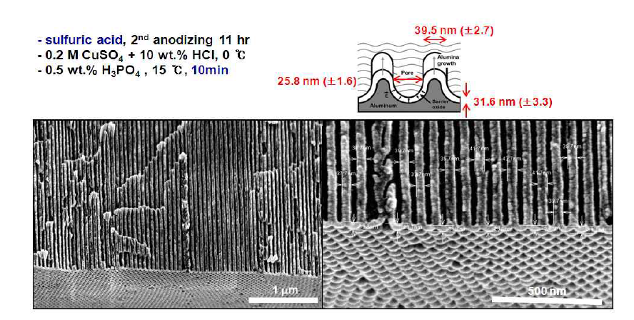 Al foil 제거한 후 AAO membrane의 SEM image