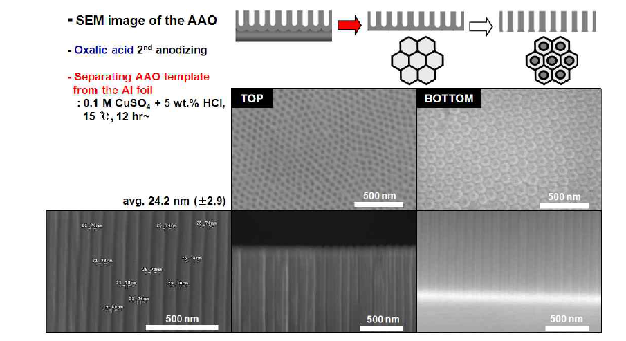 Barrier layer 제거 전 AAO membrane의 SEM image