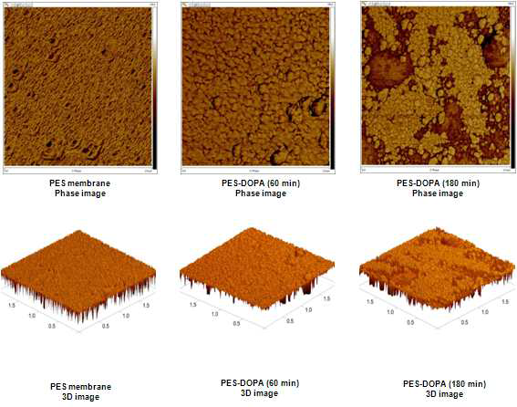 Dopamine을 시간에 따라 처리한 PES 멤브레인의 AFM 사진