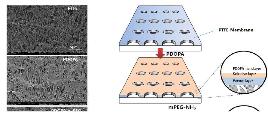 Dopamine을 이용하여 표면 개질된 PTFE 막