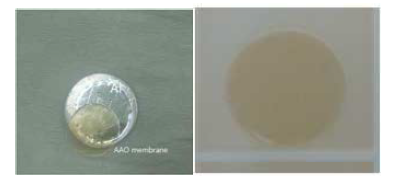 왼쪽 사진은 2nd 양극산화 후의 시편 사진. 오른쪽 사진은 pulse detachment 방법으로 미반응 Al을 제거한 후 화학적으로 barrier layer를 제거한 AAO membrane 사진
