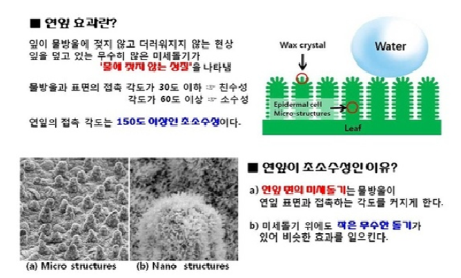 표면처리의 기초 이론 연잎효과