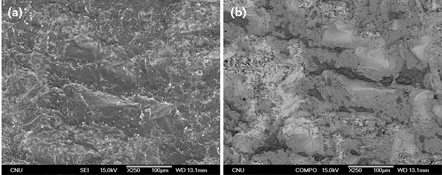 SEM images of fracture surface of Cu-Cr side at 450℃ for 1.5hrs (reduction ratio 74.4%) SEM Image (a), COMPO image (b).