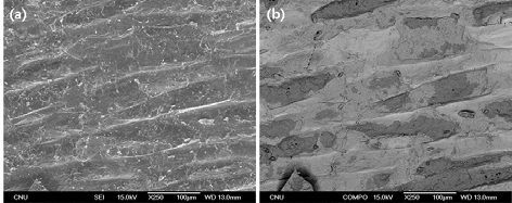 SEM images of fracture surface of Cu-Cr side at 500℃ for 3hrs (reduction ratio 74.4%) SEM Image (a), COMPO image (b).