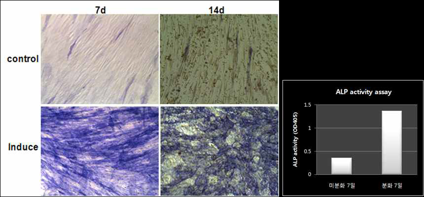 골수유래 간엽줄기세포의 ALP 효소 염색 및 활성도 측정