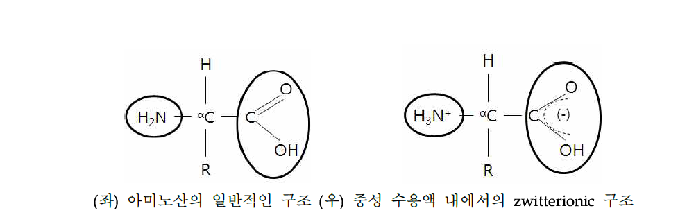 아미노산의 기본 구조 및 수용액에서 이온화 된 zwitterionic 구조