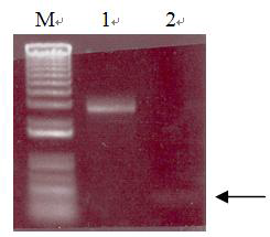 BMP-2 유전자 확인. M: 1kb plus DNA 래더. 1: pDW벡터, 2: 제한효소에 절단된 BMP-2 유전자