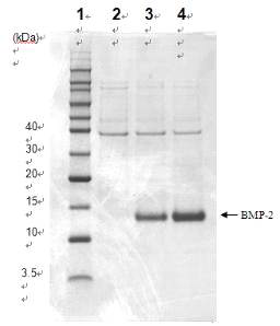 BMP-2의 발현확인. 1: size marker, 2: 발현 유도 전, 3, 4: 발현유도 후