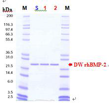 SDS-PAGE 확인 시험 결과. M: 사이즈 마커, S: 표준품 BMP-2, 1~2: 최종 생산 BMP-2