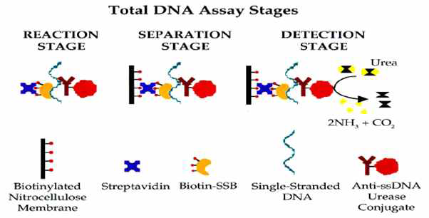 숙주유래 DNA 검출방법