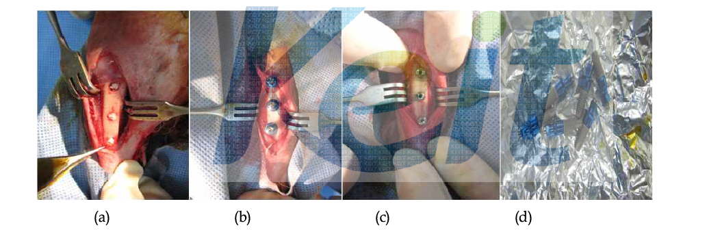 (a) 4mm 결손부에 TCP 주입 후 모습. (b) 임플란트 이식 후 모습 (c) Pre-Mount를 제거한 모습 (d)실험에 사용 된 임플란트(∅4.0x8.5)