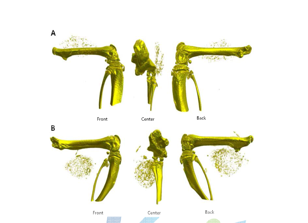 동물실험의 micro-CT 사진결과: 왼쪽부터 앞, 중앙, 됫면의 사진.