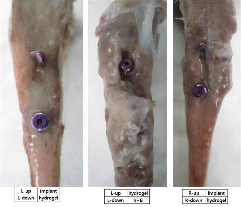 1차실험 4주 후 BMP-2+hydrogel 이식군 harvest 육안 사진