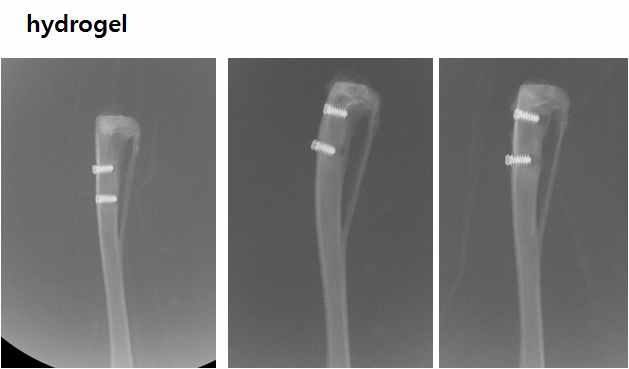 hydrogel-2 이식군 4주 단순방사선 사진(2차실험)